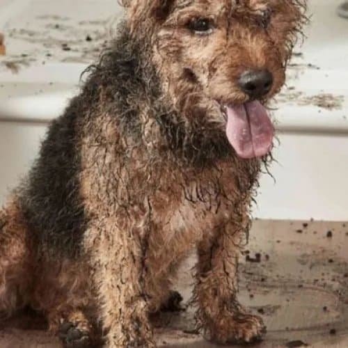 Pet friendly flooring info provided by Karrianna Flooring in Lexington, KY